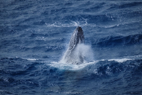 Whale 9